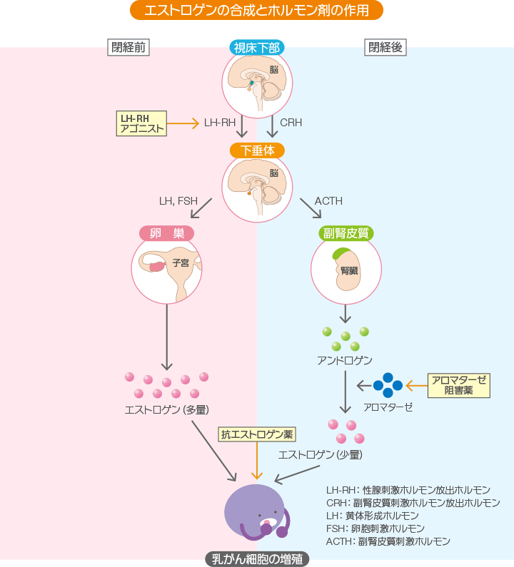 エストロゲンの合成とホルモン剤の作用の図。エストロゲンの合成は閉経前後で異なる。閉経前は、LH-RHがエストロゲンの分泌に大きく関与。多量のエストロゲンが乳がん細胞の増殖を促す。LH-RHアゴニスト製剤は、LH-RHの働きを抑え、エストロゲンの分泌を抑制。閉経後は、アロマターゼがエストロゲンの分泌に大きく関与。アロマターゼ阻害剤は、アロマターゼの働きを抑制してエストロゲンの分泌を抑制。抗エストロゲン薬は、エストロゲンの働きを抑える。
