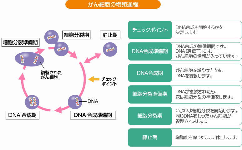 がん細胞の増殖過程  チェックポイント：DNA合成を開始するかを決定します。DNA合成準備期：DNA合成の準備期間です。DNA（遺伝子）には、がん細胞の情報が入っています。DNA合成期：がん細胞を増やすためにDNAを複製します。細胞分裂準備期：DNAが複製されたら、次は細胞分裂の準備をします。 細胞分裂期：いよいよ細胞分裂を開始します。同じDNAをもったがん細胞が複製されました。静止期：増殖能を保ったまま、休止します。