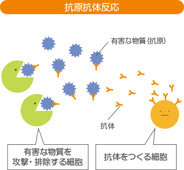 抗原抗体反応