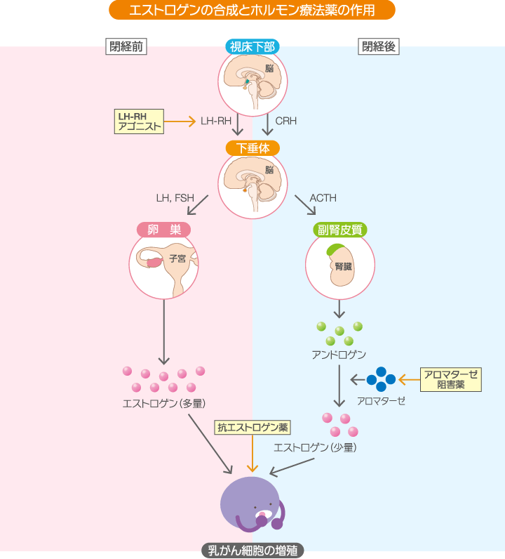 エストロゲンの合成とホルモン剤の作用